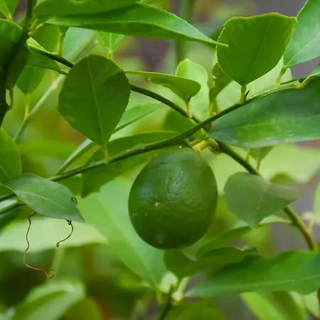 Affittacamere Culli Përmet